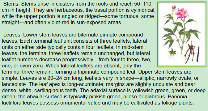Botanical Description of Paeonia lactiflora Pall:stems and leaves