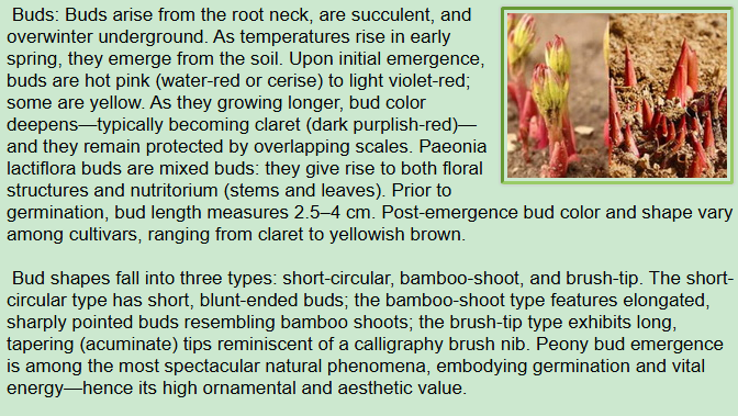 Botanical Description of Paeonia lactiflora Pall:buds