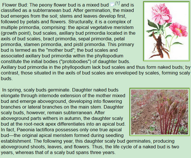 Botanical Description of Paeonia lactiflora Pall:flower buds,scaly buds