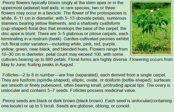 Botanical Description of Paeonia lactiflora Pall:Peony flowers,Follicles,Peony seeds