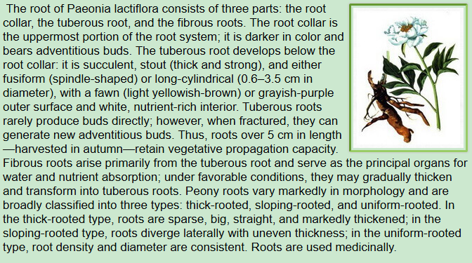 Botanical Description of Paeonia lactiflora Pall:root of Paeonia lactiflora consists of three parts: the root collar, the tuberous root, and the fibrous roots