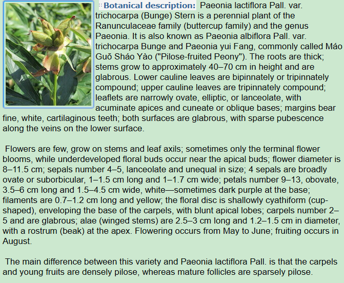 Botanical Description of Paeonia lactiflora Pall. var. trichocarpa Bunge Stern:plant,flowers,and difference