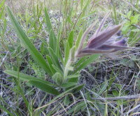 Arnebia euchroma Royle Johnst.:blomstrende plante