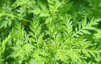Artemisia annua:plante en croissance