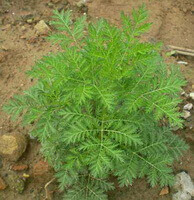Artemisia annua:growing shrub
