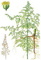 Artemisia annua: tegning af plante og urter
