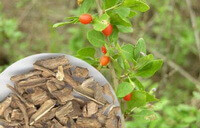 kinesisk wolfberry bark:plante og urter
