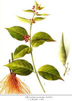 Cynanchum atratum Bge.:Zeichnung von Pflanze und Kraut