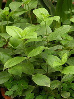 Cynanchum atratum Bge.:growing plant