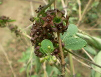 Cynanchum versicolor Bge.:blühende Pflanze
