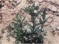 Lithospermum erythrorhizon Sieb. et Zucc.:growing plants