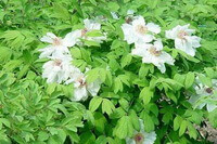 Paeonia suffruticosa Andr.:wachsende Pflanze mit weißer Blüte