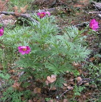 Paconia lactiflora Pall.var.trichocarpa Bunge Stern.:blomstrende planter
