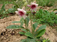 Rehmannia glutinosa Libosch.:blühende Pflanze