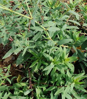 Stellaria dichotoma:wachsende Pflanze