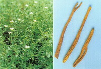 Stellaria dichotoma:plante et herbe
