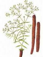 Stellaria dichotoma:disegno di pianta ed erba