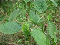 Achyranthes aspera L:blühende Pflanze