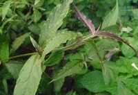 Achyranthes longifolia Makino.:wachsende Pflanze