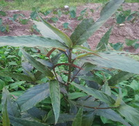 Achyranthes longifolia Makino.:pianta in crescita