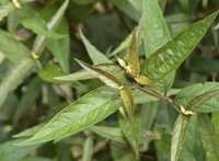 Achyranthes longifolia Makino.:pianta in crescita