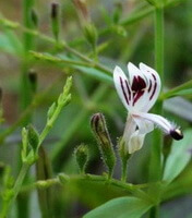 Andrographis paniculata:fleur
