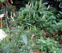 Andrographis paniculata:blühende Pflanze