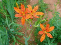 Belamcanda chinensis DC.:fleurs