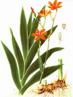 Belamcanda chinensis DC.:Zeichnung von Pflanze und Kraut