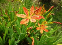 Belamcanda chinensis DC.:blomstrende plante