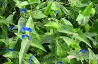 Commelina communis L.:flowering plant