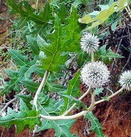 Echinops latifolius Tausch.:blühende Pflanze