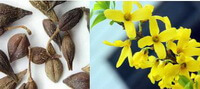 Forsythia suspensa:flower and herb