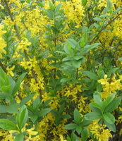 Forsythia suspensa:blomstrende plante