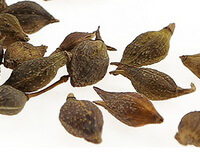 Weeping Forsythia Fruit:herb photo