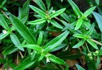 Hedyotis diffusa Willd.:Blumen