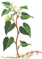 Houttuynia cordata Thunb.:tegning af plante
