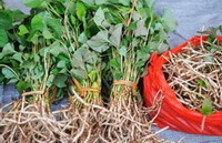 Houttuynia cordata Thunb.:fresh herb with root
