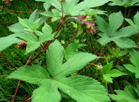 Humulus scandens Lour.Merr.:Pflanze und Blätter