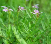 Lobelia chinensis Lour:blomster