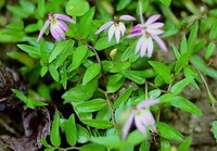 Lobelia chinensis Lour:blomstrende planter