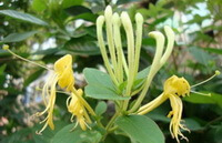 Lonicera confusa Sweet DC.:flowering plant