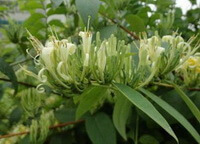 Lonicera hypoglauca Miq.:blomstrende plante
