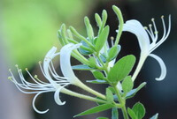 Lonicera japonica Thunb.:Blume