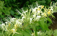 Lonicera japonica Thunb.: blomstrende plante