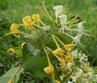 Lonicera japonica Thunb.:blomster
