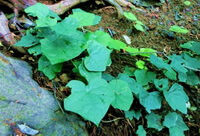 Menispermum dahuricum DC.:wachsende Pflanze
