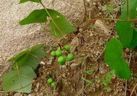 Menispermum dahuricum DC..: Pflanze mit Früchten