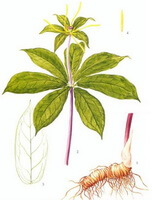 Paris polyphylla Smith var.chinenisi Franch Hara.:tegning af plante og rhizom
