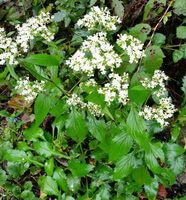 Patrinia villosa Juss.:blühende Pflanze